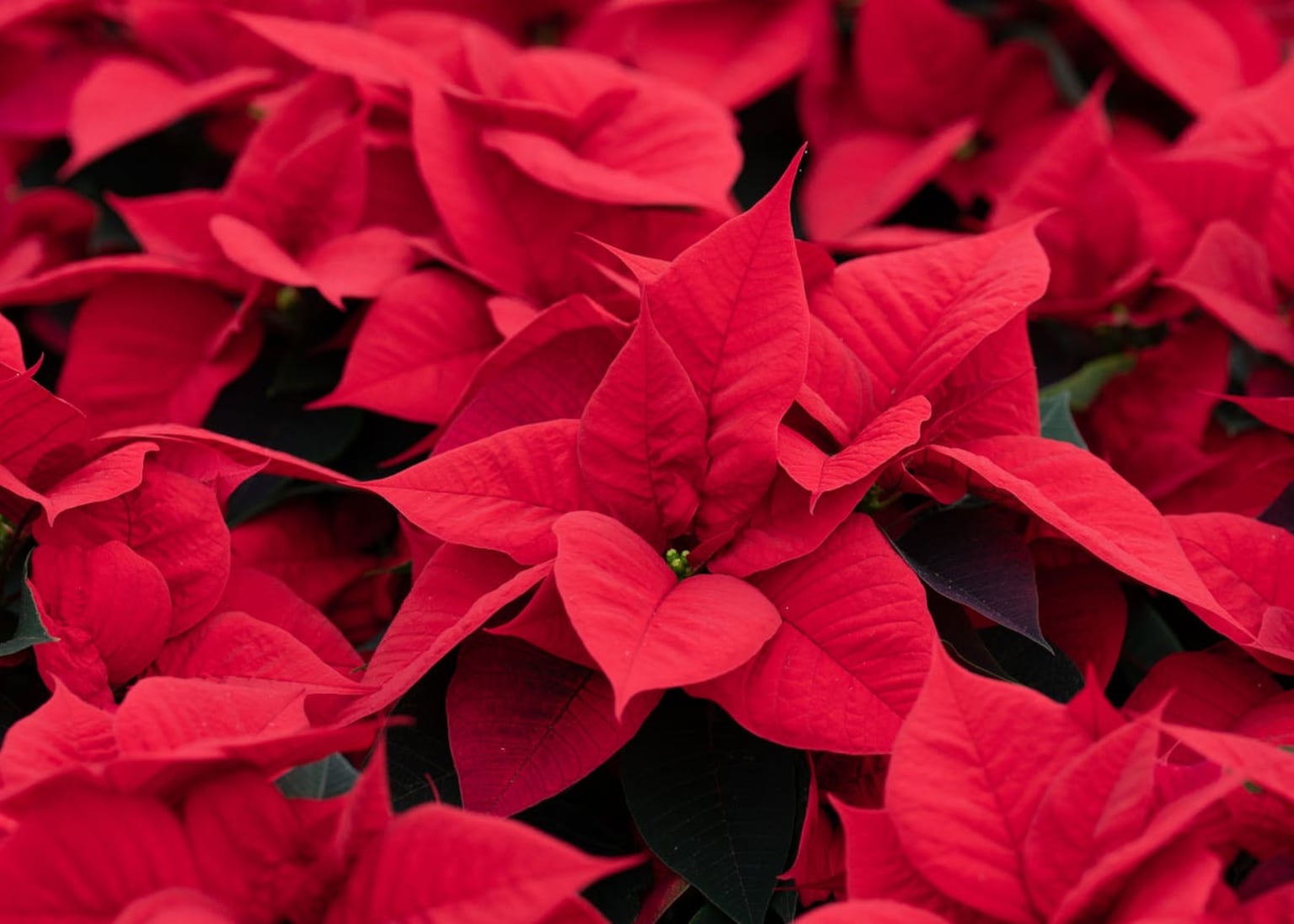 Casual Gardener: Peak time for festive poinsettias