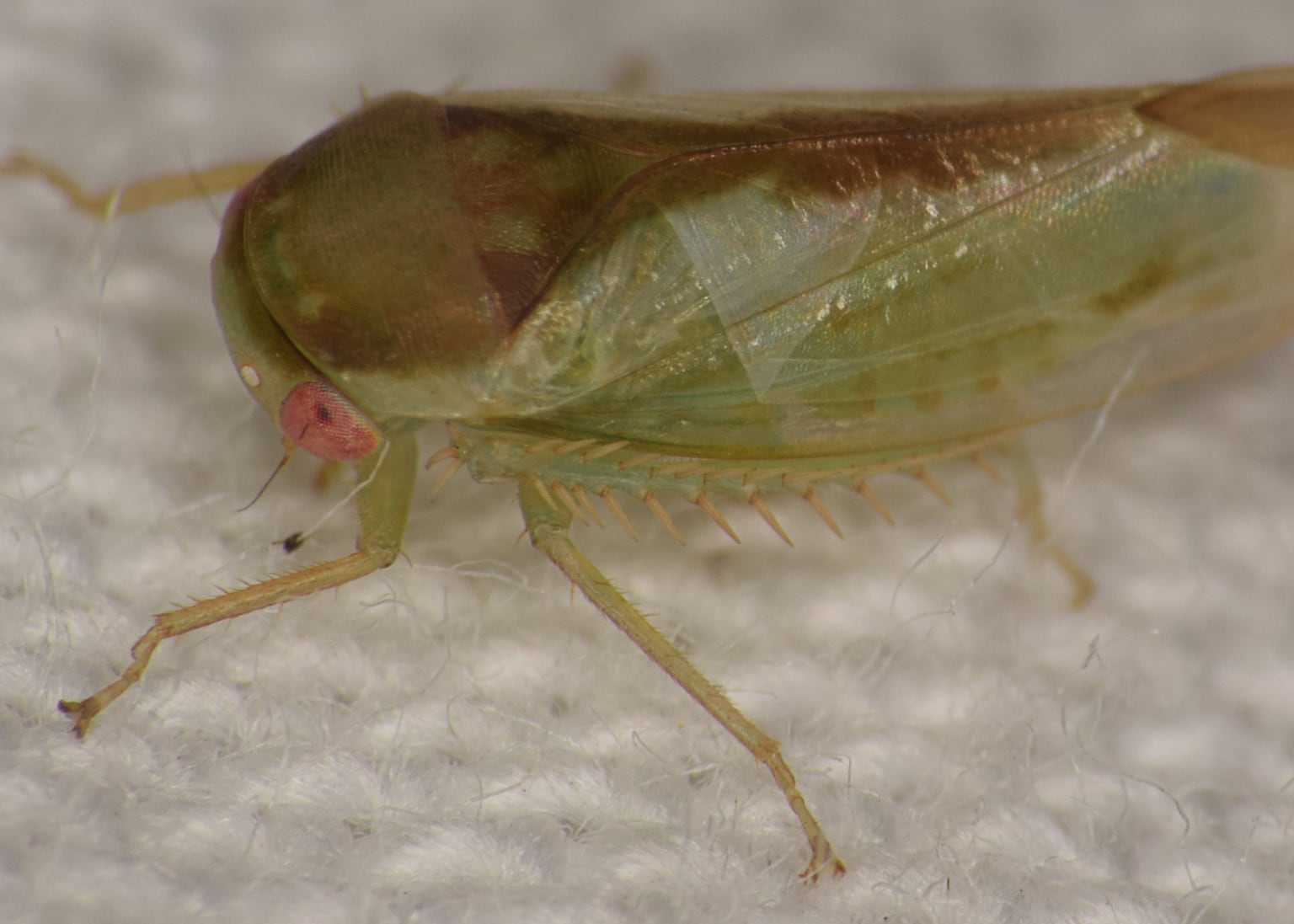 Genitals under the microscope: seven new species of frog-like insect discovered