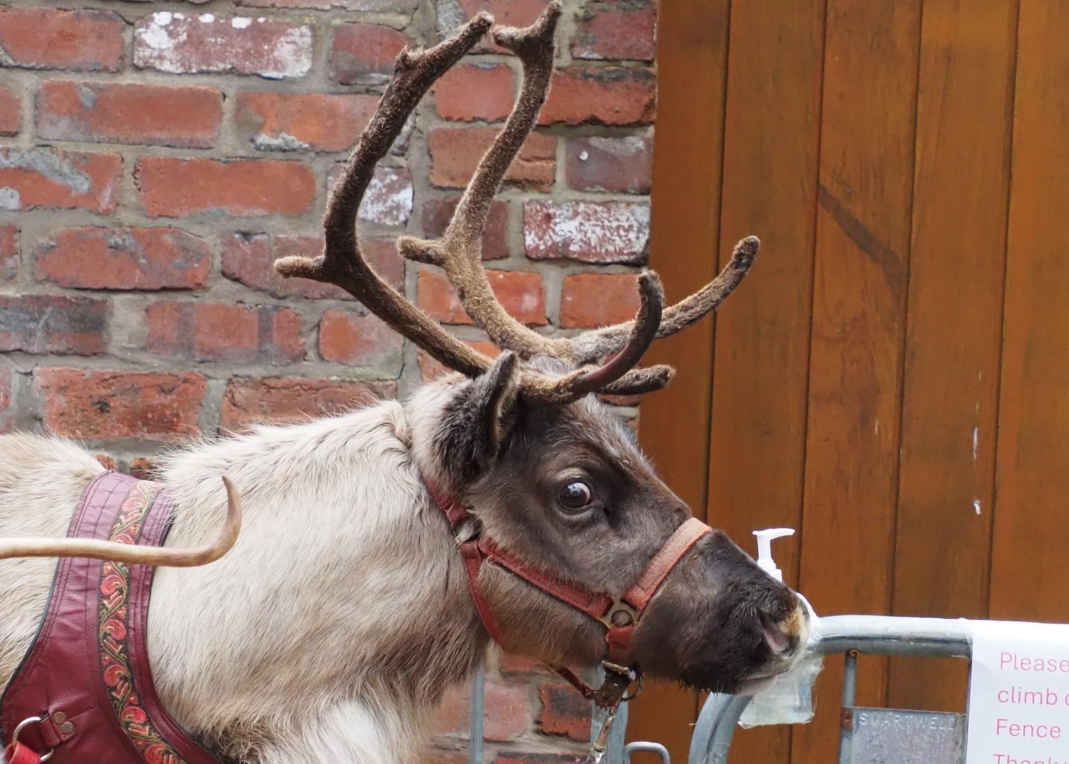 Animal welfare groups call for end to live reindeer displays at festive events