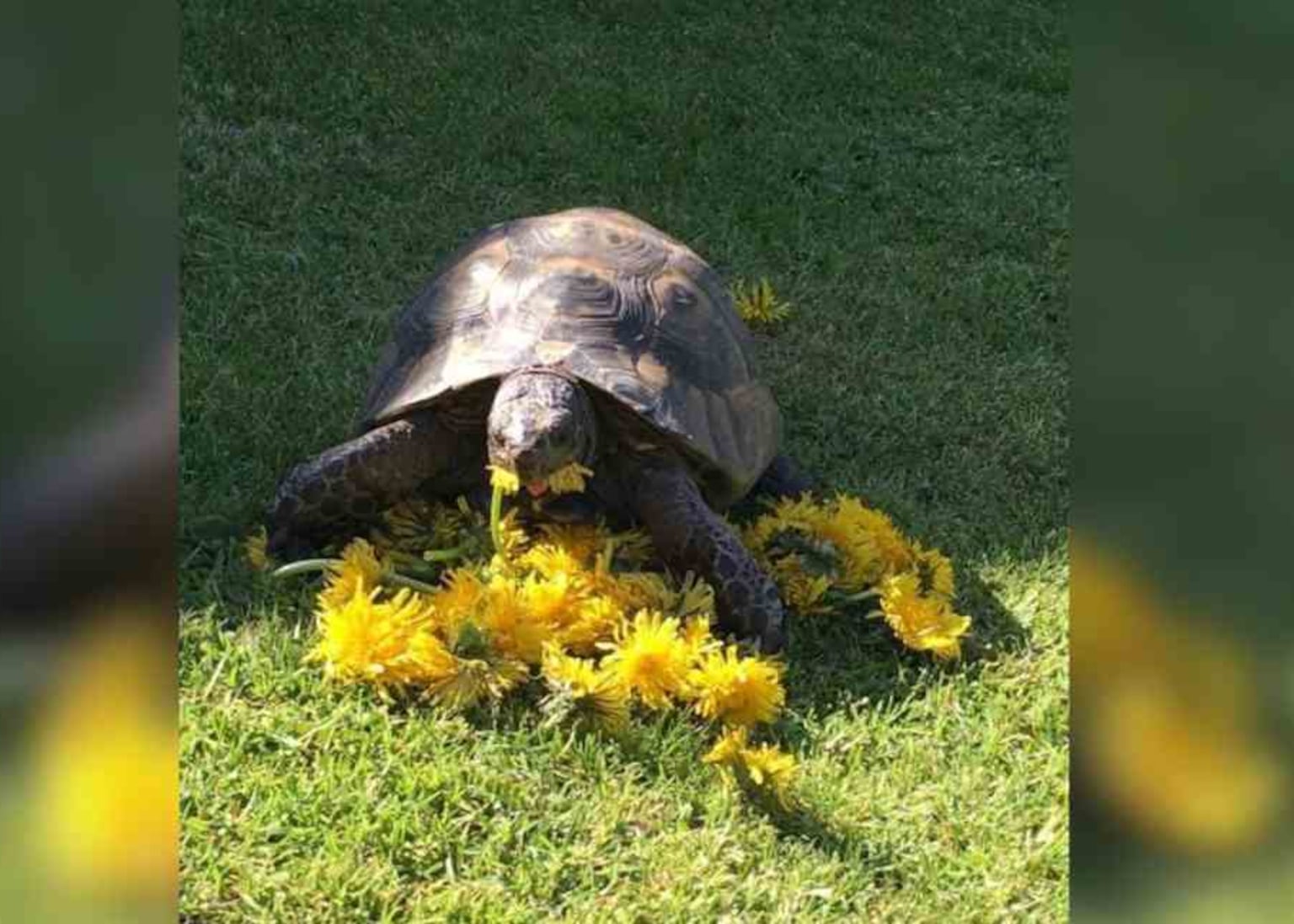 Police issue appeal after tortoise ‘stolen from garden’ during owner’s holiday