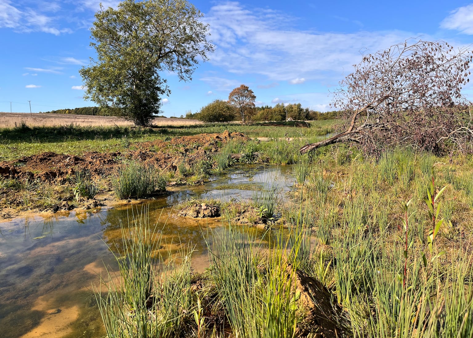 Natural England boss eyes move from bat-by-bat focus to wider nature restoration