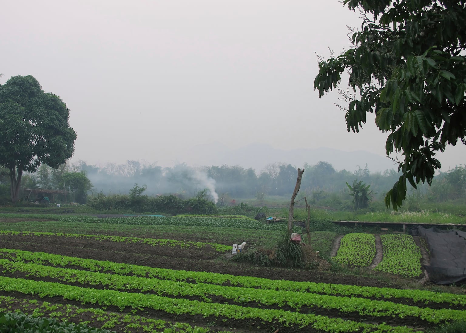 American and teenage son die after being stung by wasps in Laos