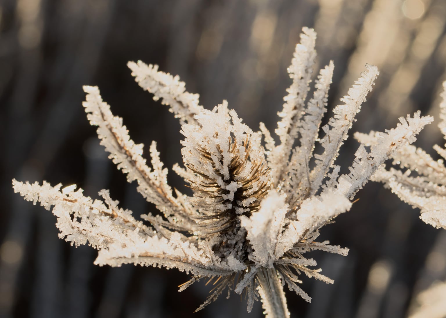 How to create the perfect winter garden