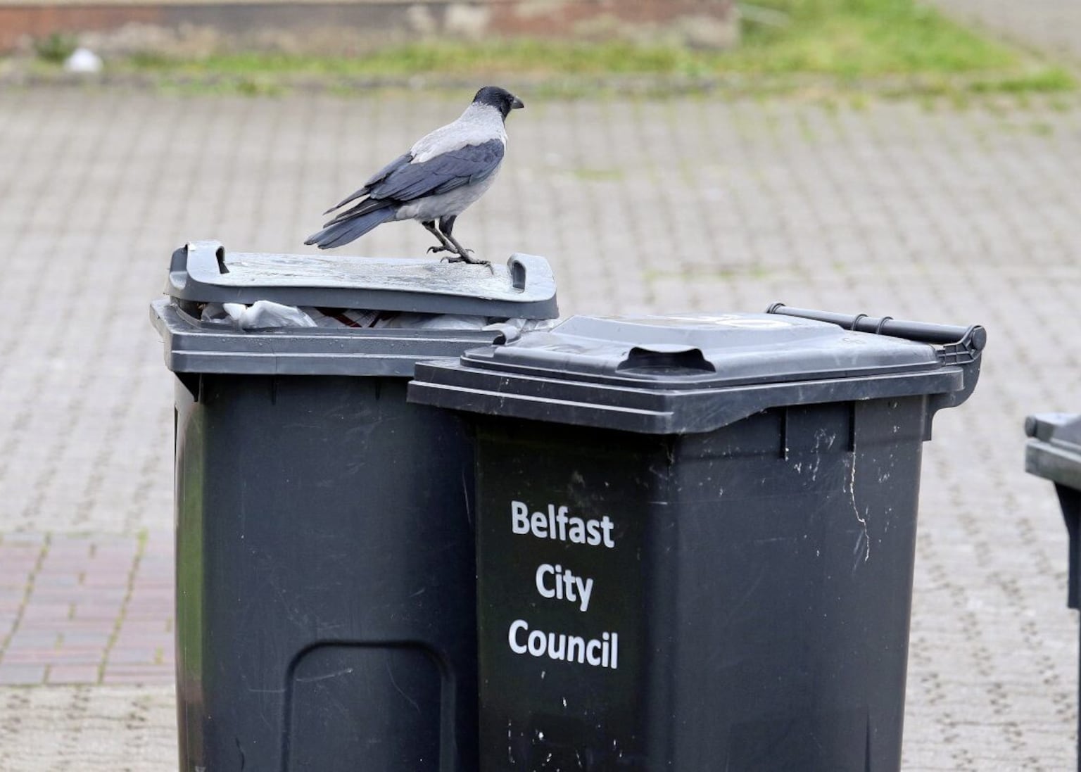 New Belfast bin tagging system sees almost 1,500 red tags handed out