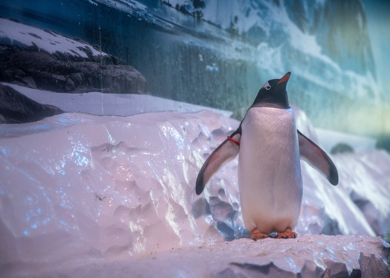 MPs demand release of penguins ‘trapped in basement’ of London aquarium