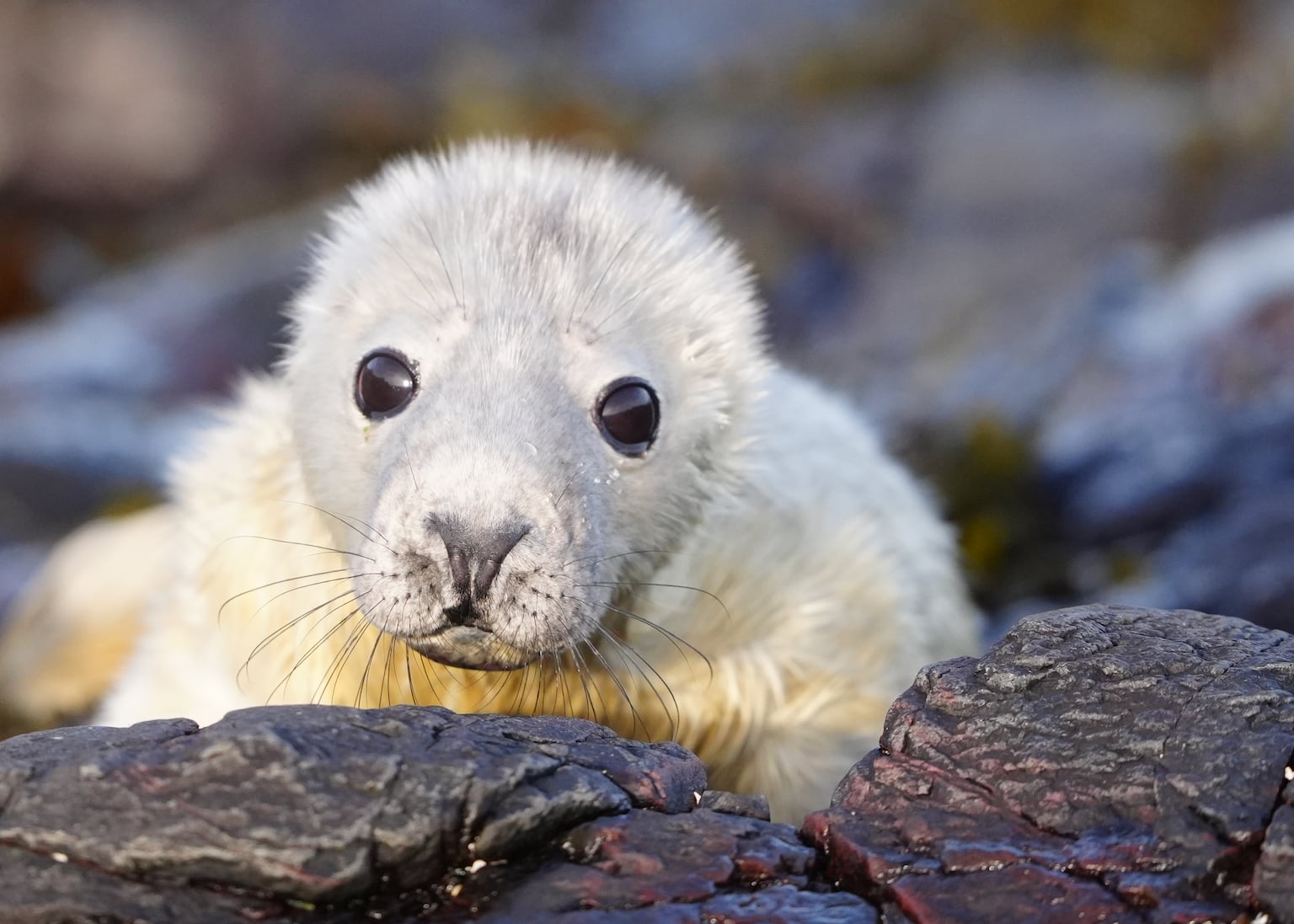 World’s longest-running grey seal survey continues on remote Farne Islands