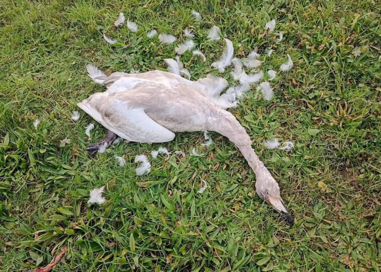 ‘If they want an epidemic, they’ll get one’ – concern as no one claims responsibility for dead swans at Tyrone lough