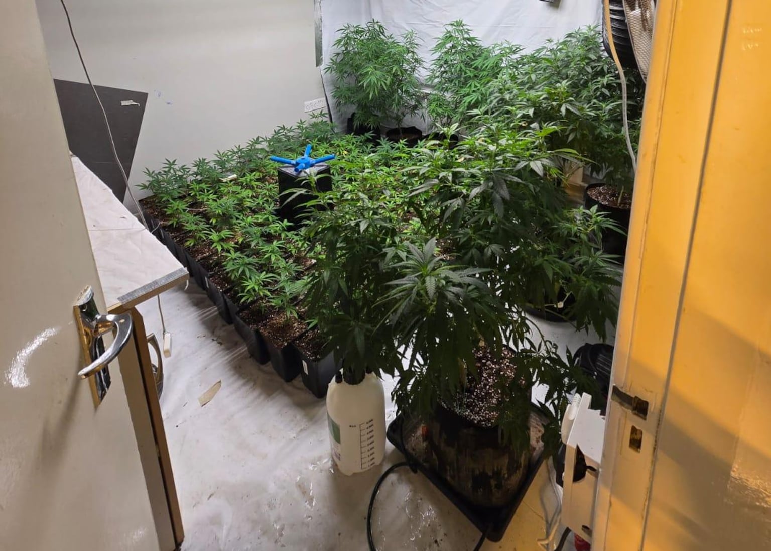 Man arrested after cannabis raids in Bangor and Magherafelt